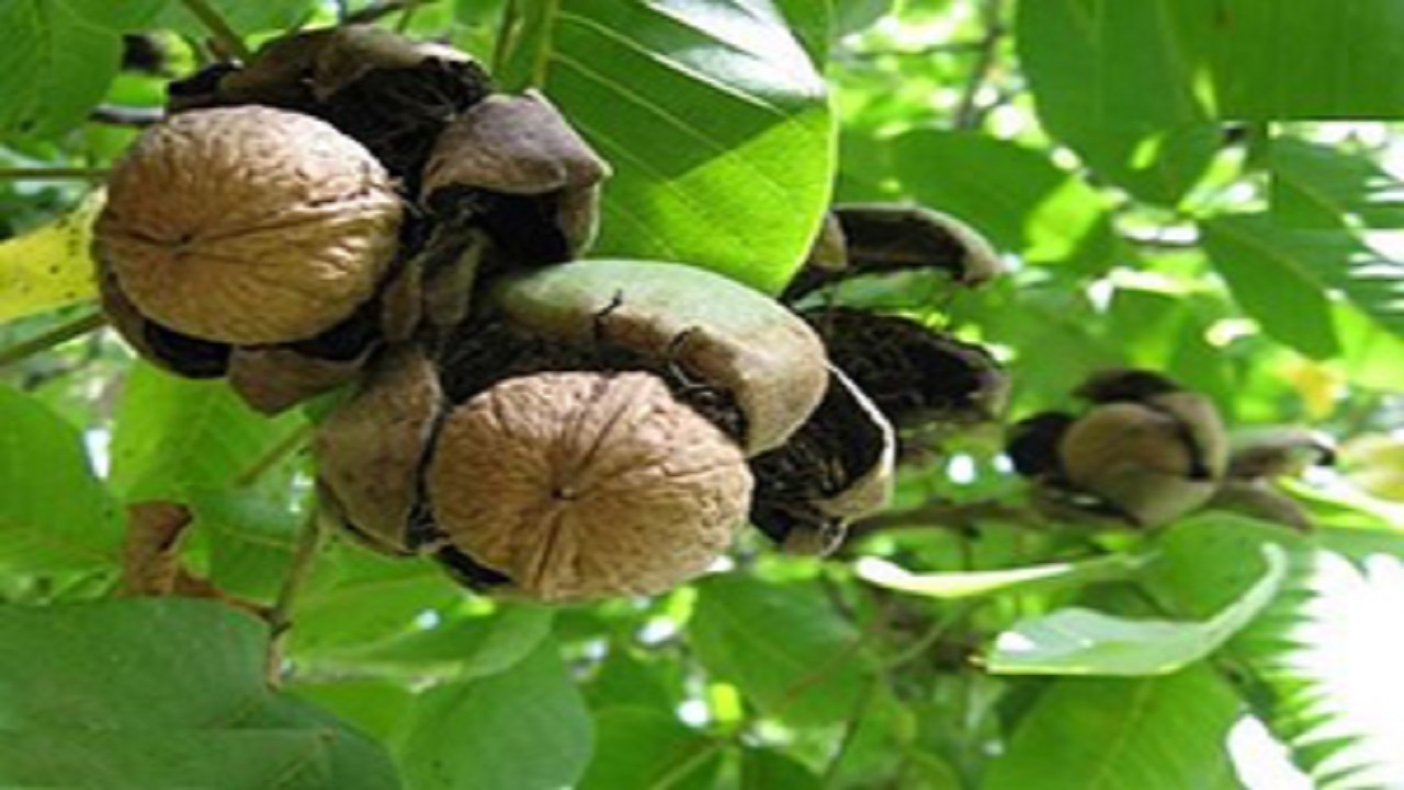 کشف یک میلیارد و ۲۰۰ میلیون تومان گردوی قاچاق در کوهدشت