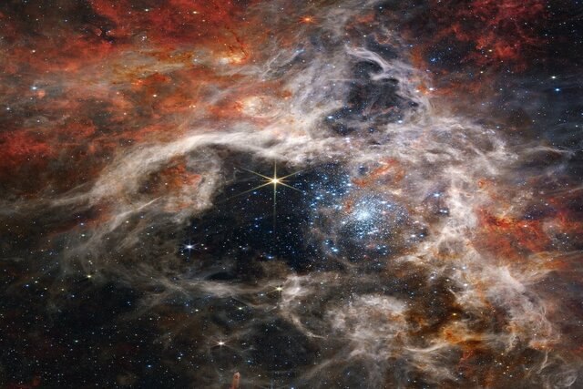 تصویر یک رتیل