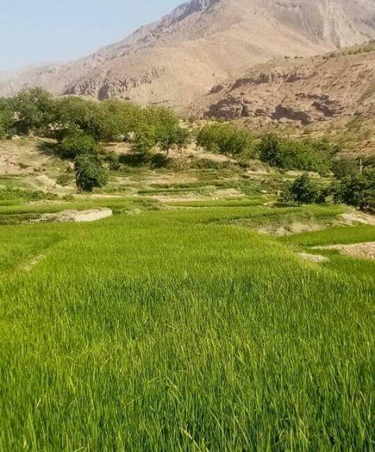 از