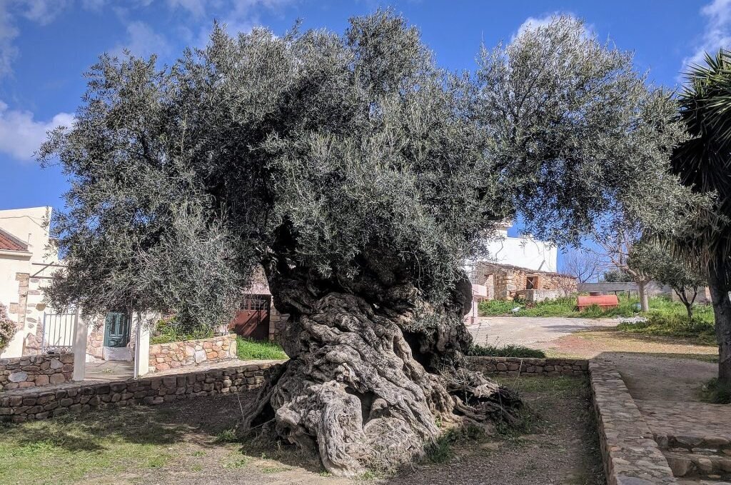 فیفیس فیفیس