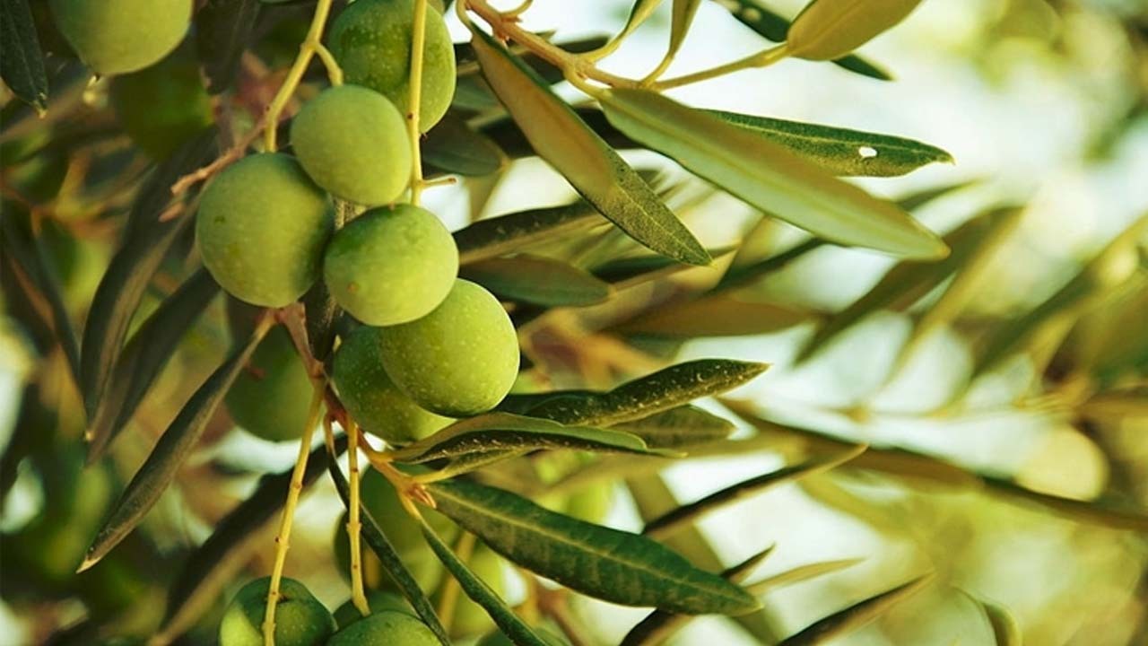 قدیمی‌ترین درختان چند هزار ساله زیتون را ببینید + تصاویر