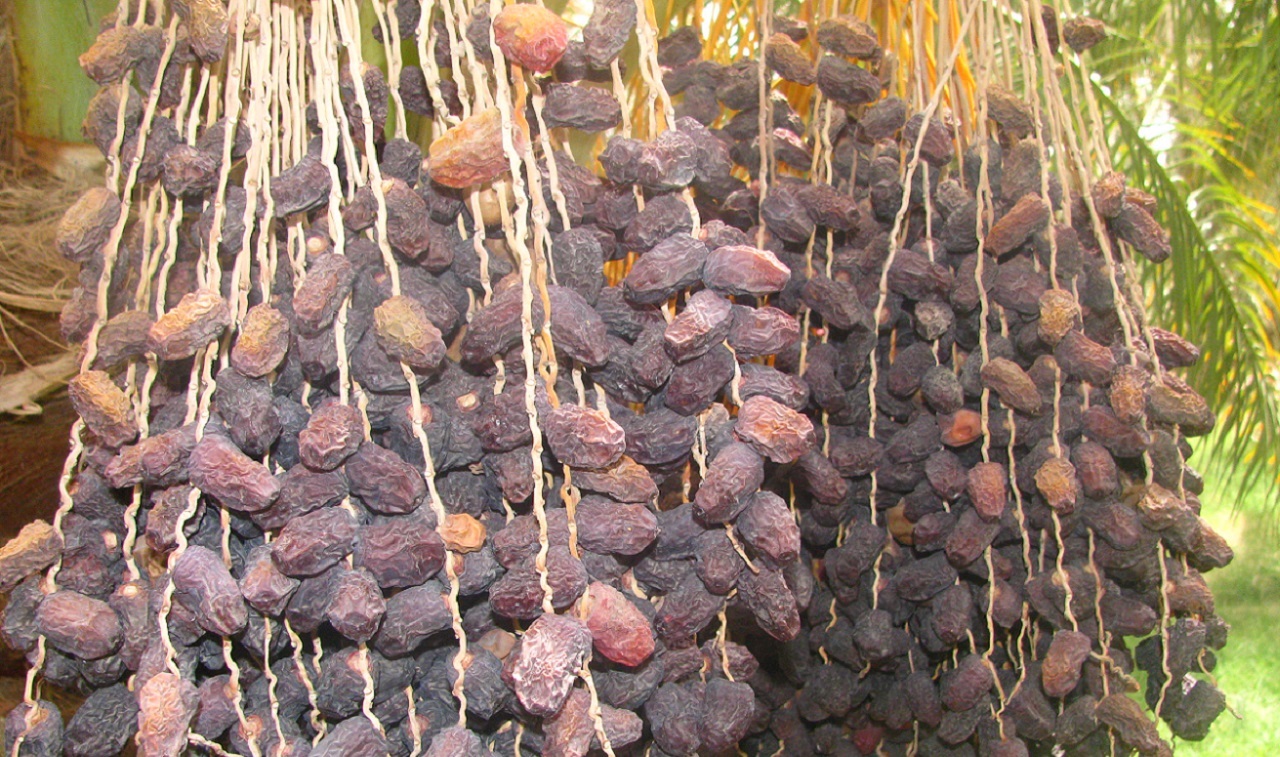 ریزش و ترشیدگی خرمای پیارم در حاجی آباد
