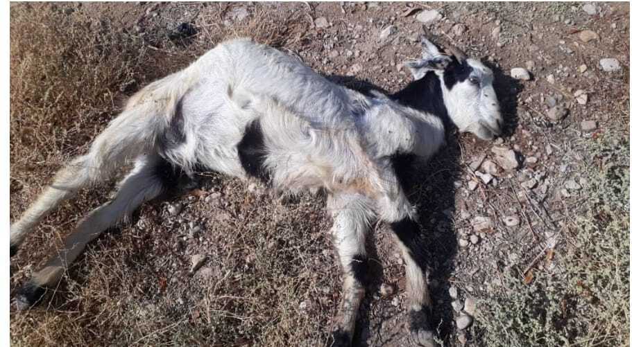 حمله پلنگ به دام های روستای تریش بشاگرد