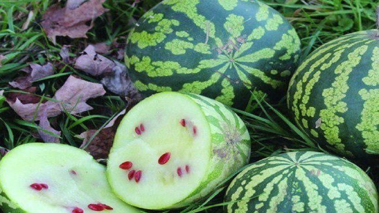 آغاز برداشت هندوانه آجیلی در اراضی حاشیه گرگانرود