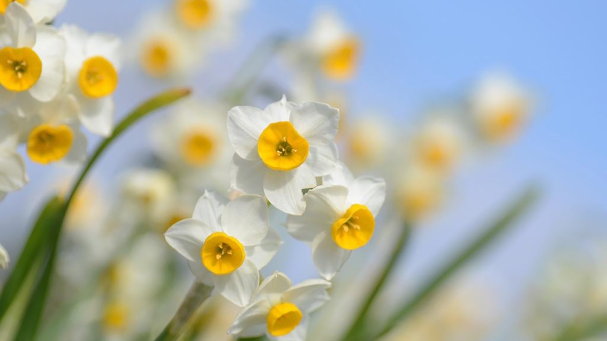 چرا از بوی عطر سرمان درد می‌گیرد؟ + فیلم