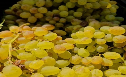 خراسان رضوی غرق در زیبایی های برداشت انگور +عکس