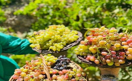 خراسان رضوی غرق در زیبایی های برداشت انگور +عکس