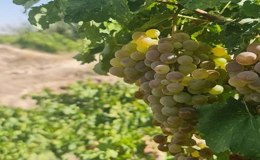 درخت انگور