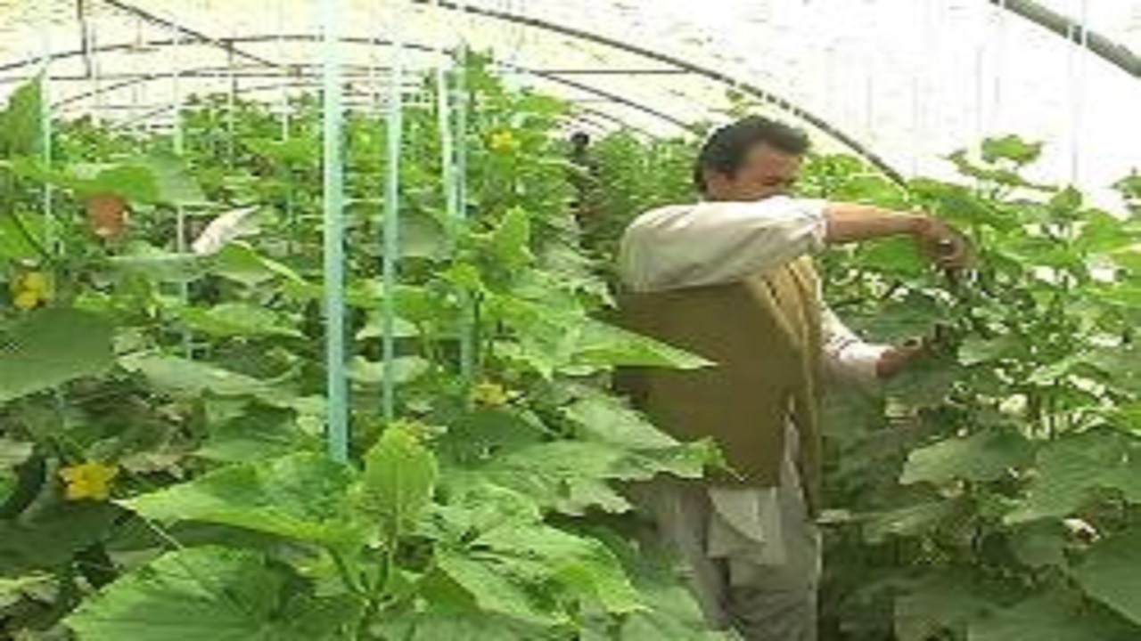 ۷٠ درصد محصول تولیدی گلخانه‌ داران خاش گوجه‌فرنگی است