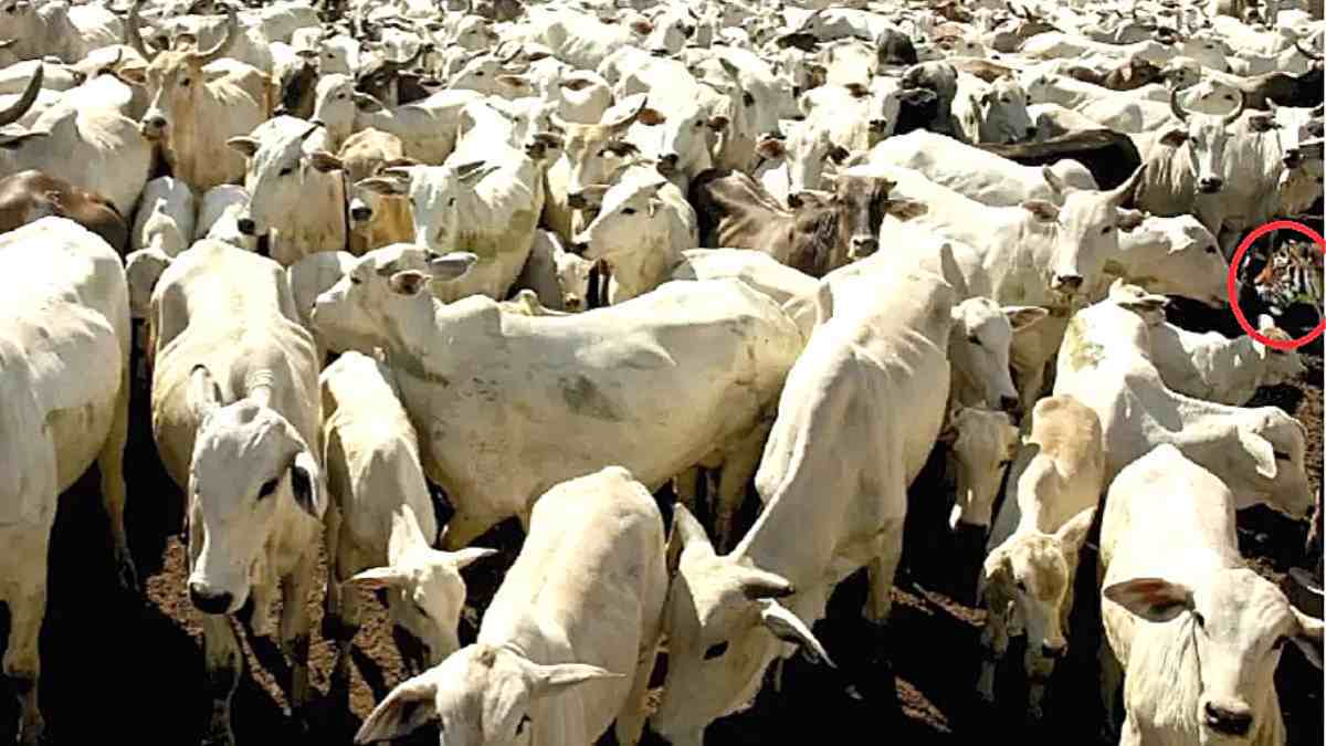 اگر ادعای تیزبینیتان میشود، این معماها را حل کنید! اگر ادعای تیزبینیتان میشود، این معماها را حل کنید!