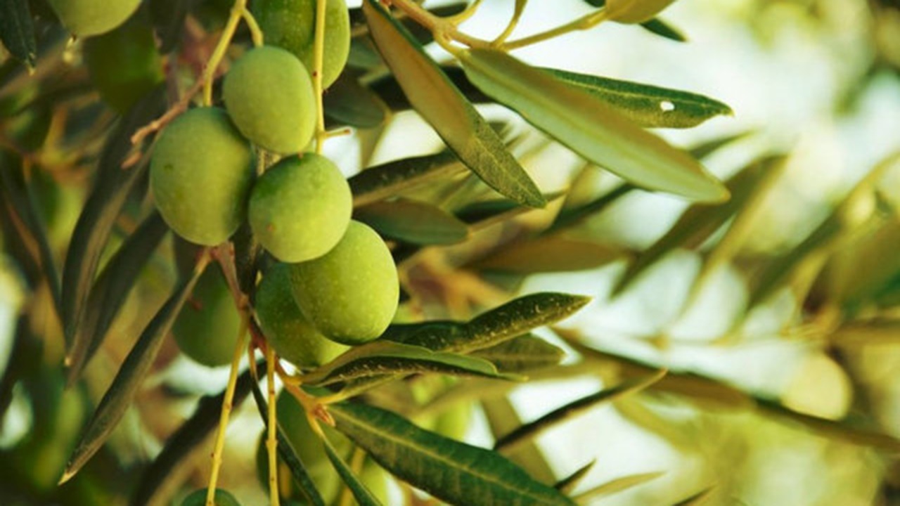 پیش بینی تولید ۱۵ هزار تن محصول زیتون در گلستان