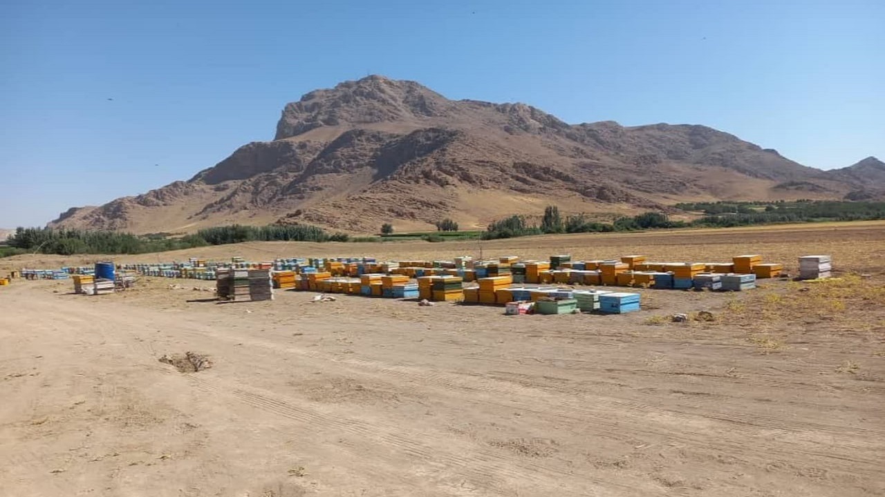 وجود ۵۹ هزار کلنی زنبور عسل در شهرستان کیار