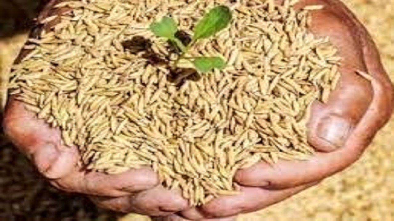 آغاز کشت محصولات پاییزه در شهرستان تربت جام
