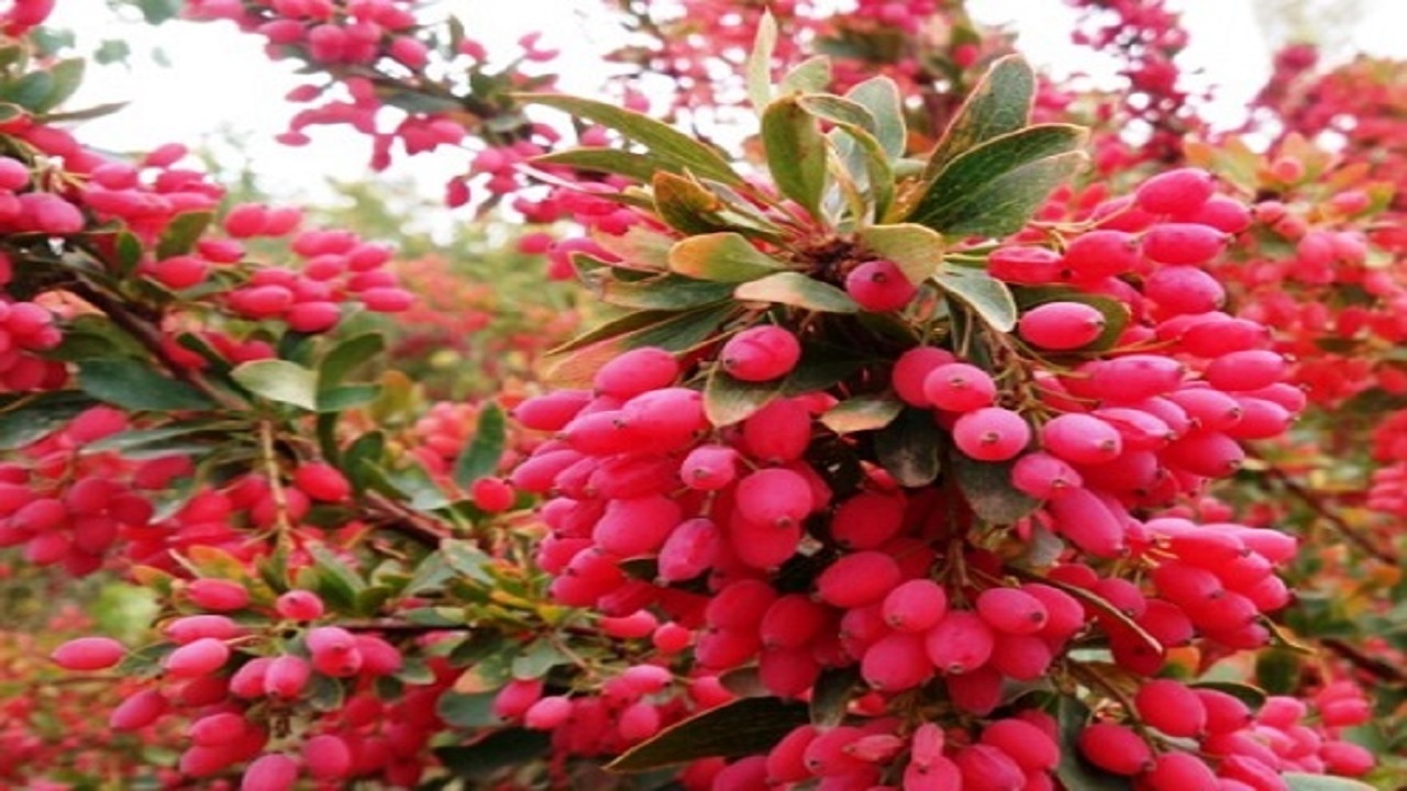 بازار زرشک خراسان جنوبی رونق می گیرد