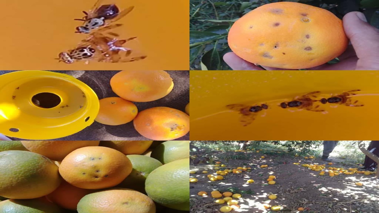باغداران جنوب کرمان، آفت مگس مدیترانه ای را جدی بگیرند