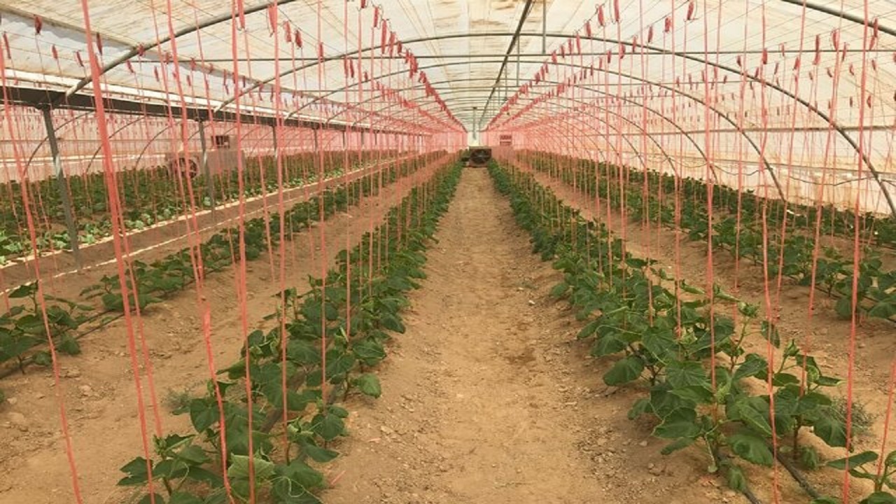 آگاهی کشاورزان از مزایای کشت گلخانه ای افزایش یابد