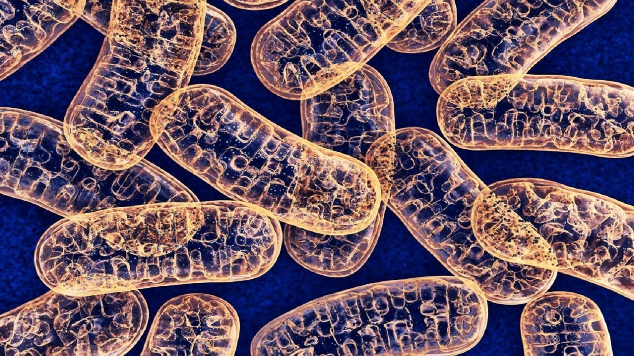 میتو کندری