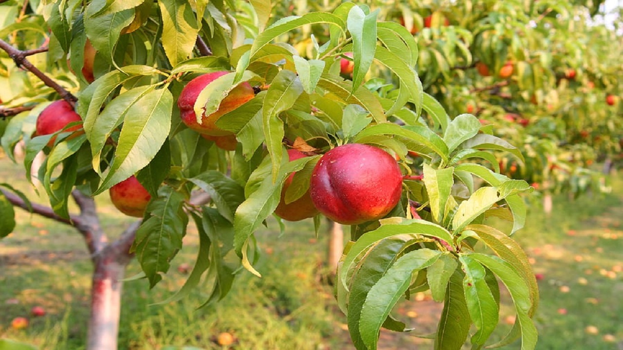 پیش بینی برداشت ۱۷۰ تن شلیل از مزارع کشاورزی چهارمحال و بختیاری