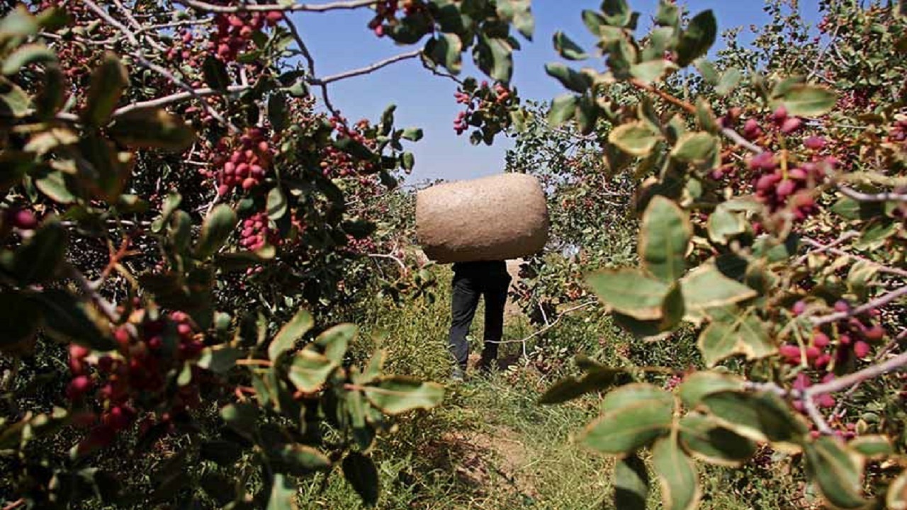 آغاز برداشت پسته از سطح باغ های خوشاب