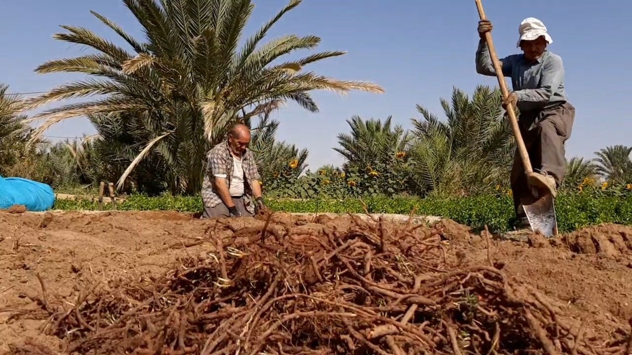 آغاز برداشت روناس از مزارع بافق