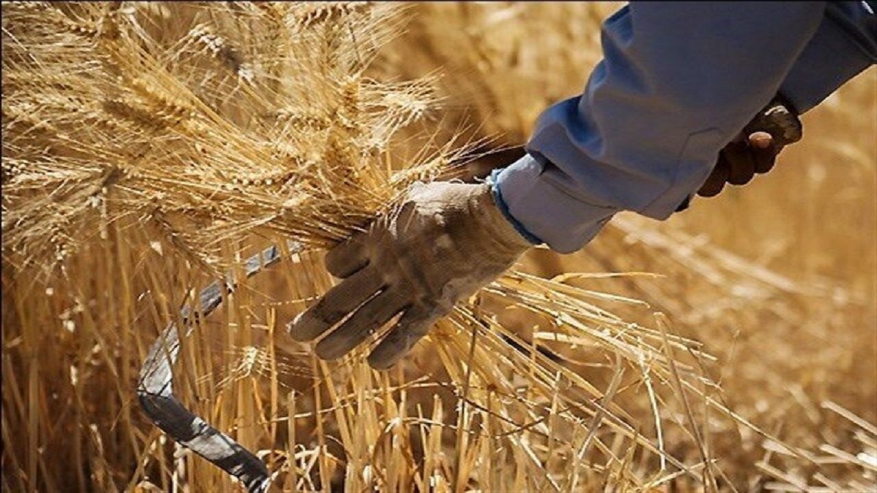 امسال ۴۱۰ هزار تُن گندم در آذربایجان‌غربی خریداری شده است