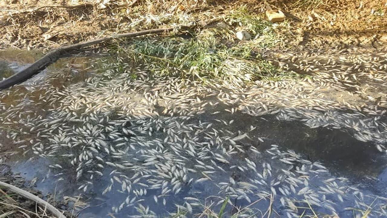 مرگ ده ها هزار ماهی رودخانه دره‌شوره در پی برداشت غیر‌مجاز آب