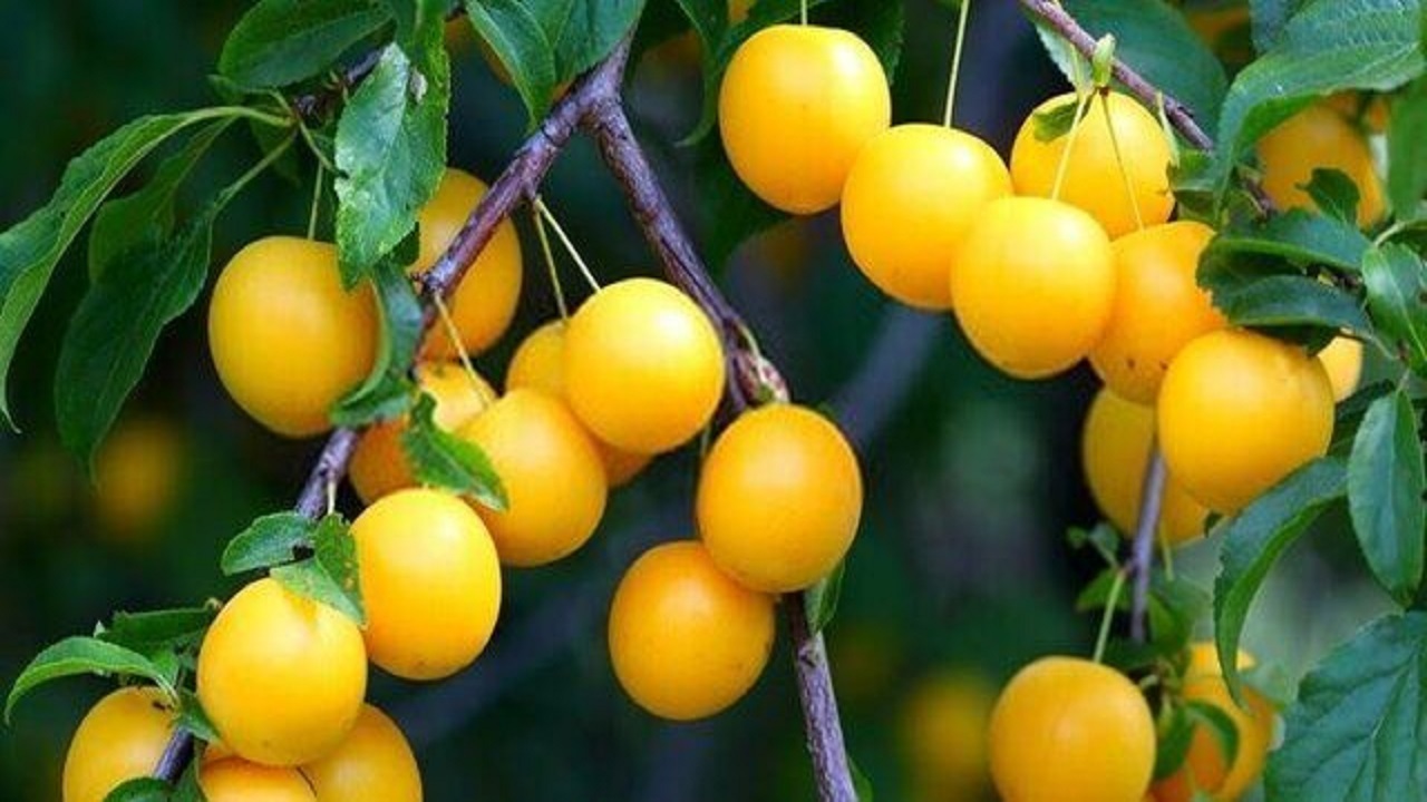 بر پایی جشنواره آلوی ملحمدره