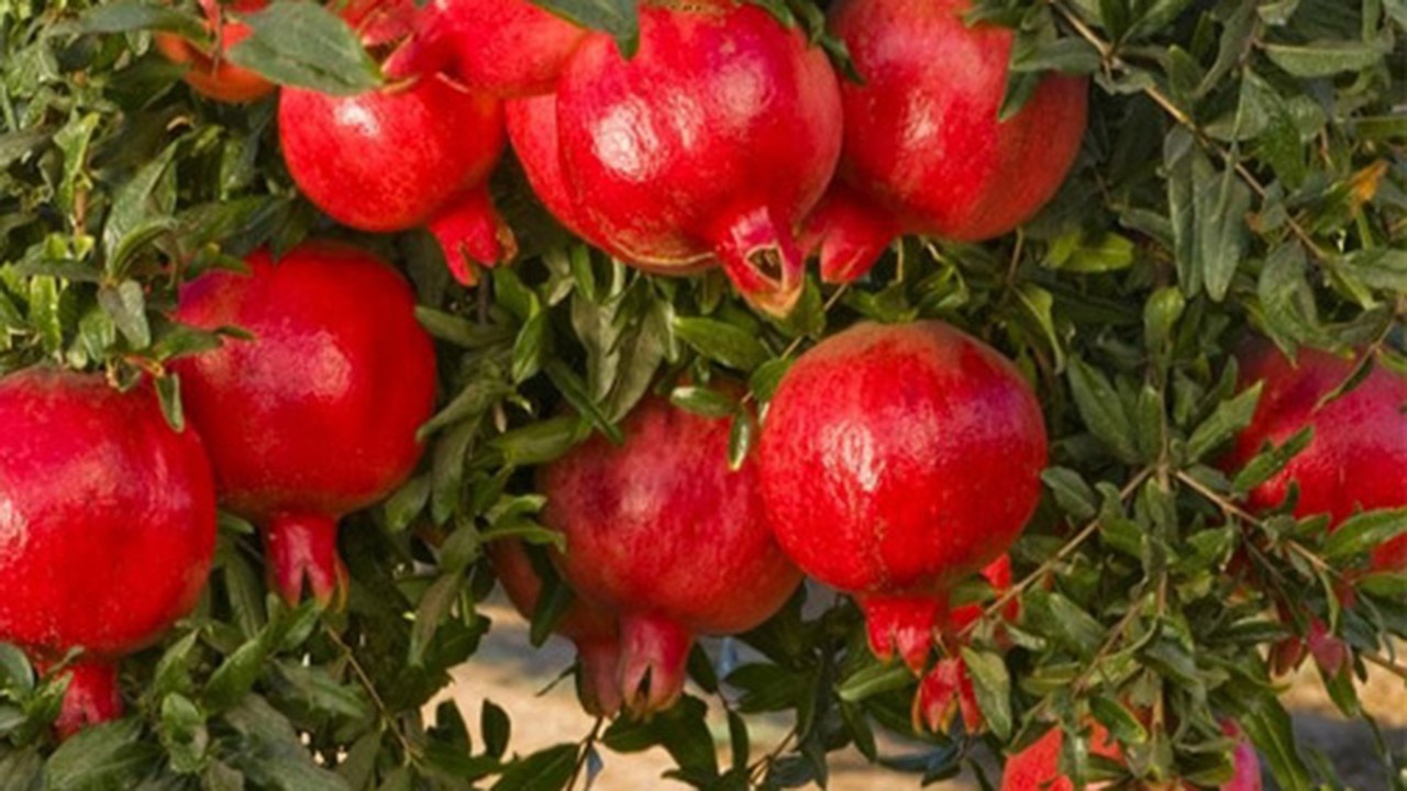 دلربایی یاقوت سرخ در دل کویر