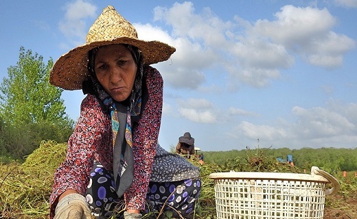 تصاویر برداشت بادام زمینی در آستانه اشرفیه
