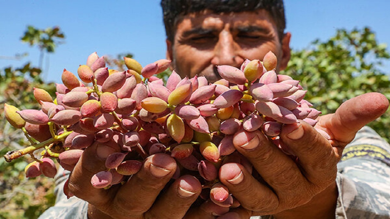 کاهش ۷۵ درصدی برداشت پسته در بافق