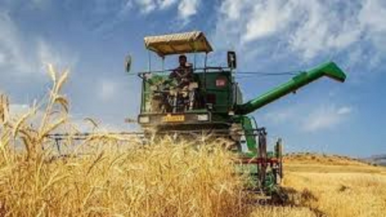 کشت گندم در بیش از ۱۵۸ هزار هکتار از اراضی استان قزوین