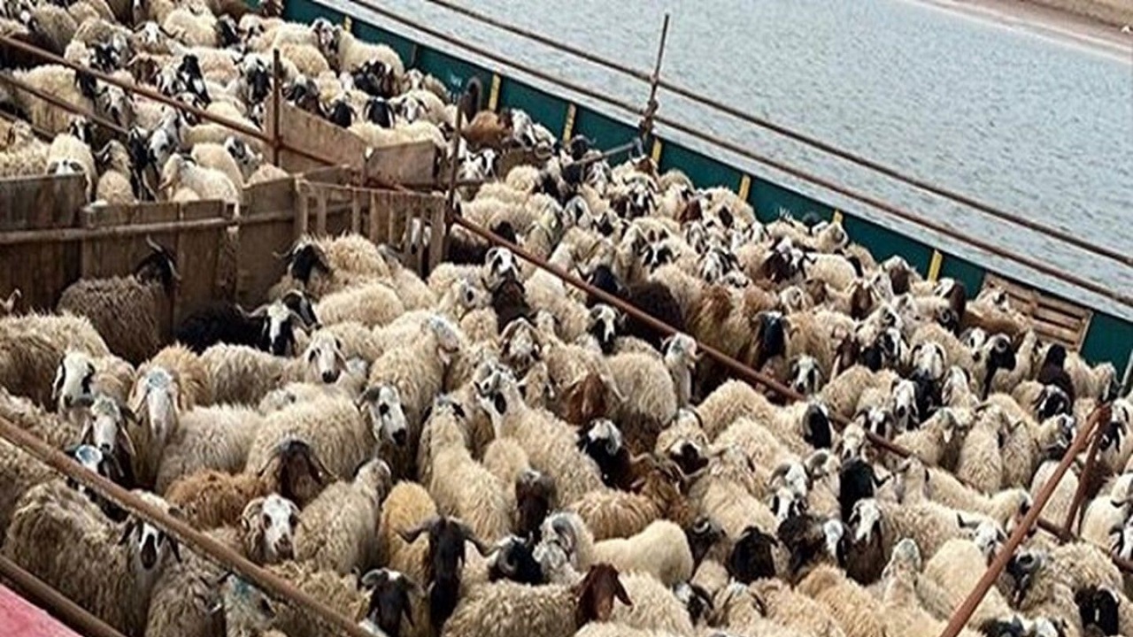 واردات دام از بازارچه‌های مرزی سیستان و بلوچستان ۲۱۰ درصد رشد داشت ‏