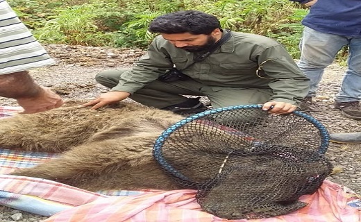 نجات و رهاسازی یک قلاده خرس قهوهای در رودبار نجات و رهاسازی یک قلاده خرس قهوهای در رودبار