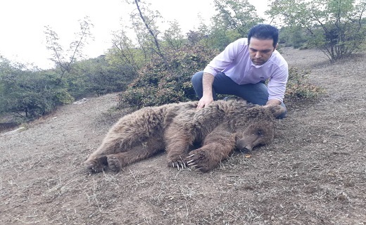 نجات و رهاسازی یک قلاده خرس قهوهای در رودبار نجات و رهاسازی یک قلاده خرس قهوهای در رودبار