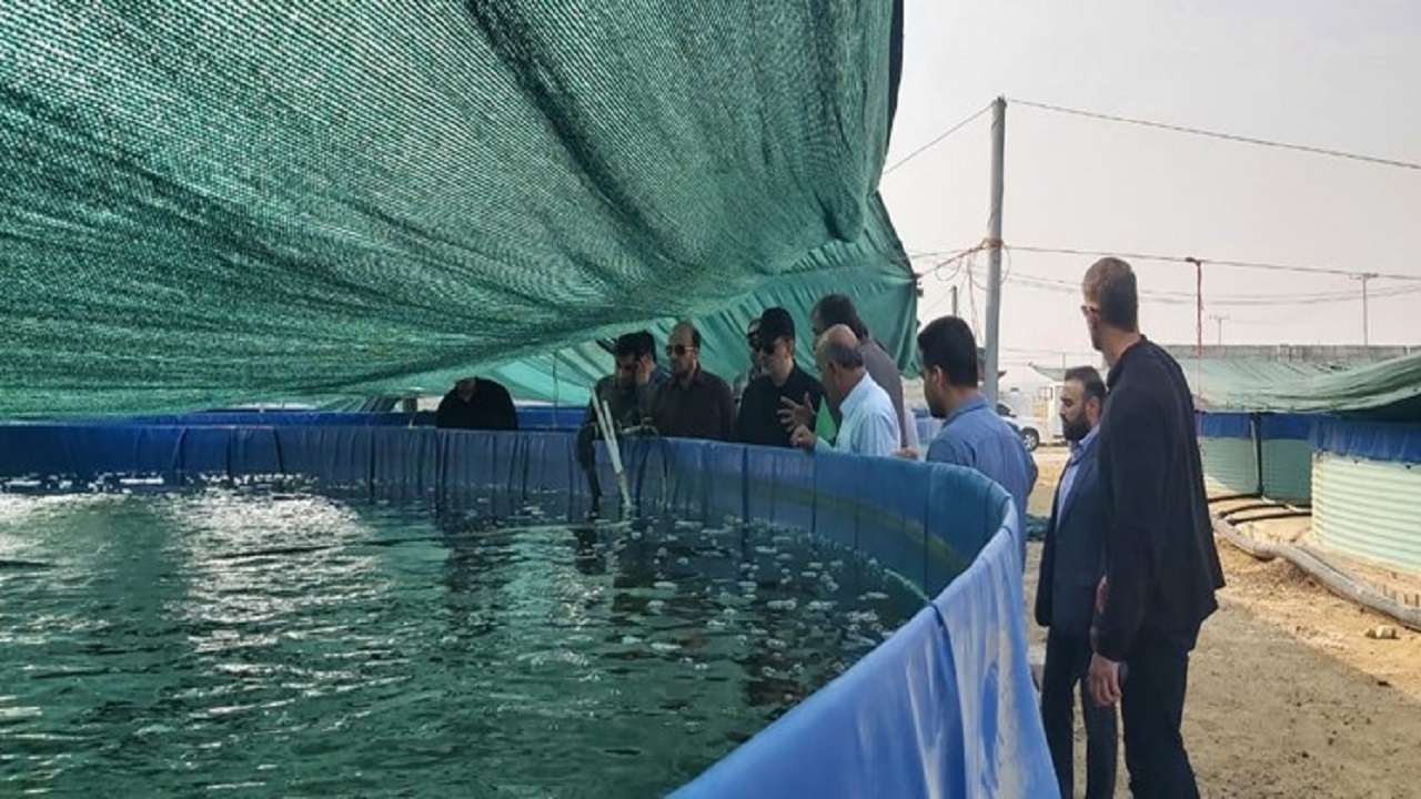 بهره برداری از شرکت پرورش میگو فوق متراکم در قشم آغاز شد