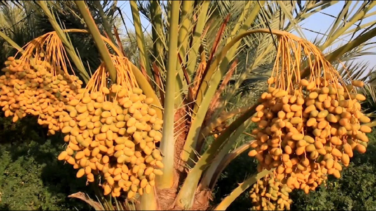 آغاز برداشت خرما از ۲۵۰ هکتاراز  نخلستان های خور و بیابانک