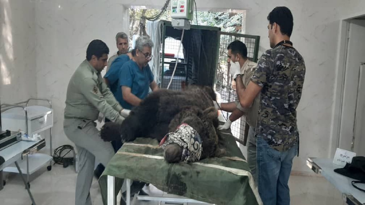 زنده گیری خرسی که با شلیک گلوله فلج شده بود
