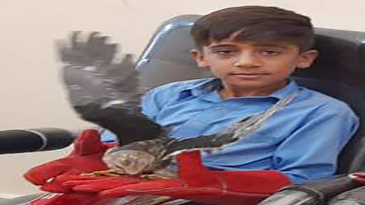 نجات پرنده شکاری به دست دانش آموز قلعه گنجی
