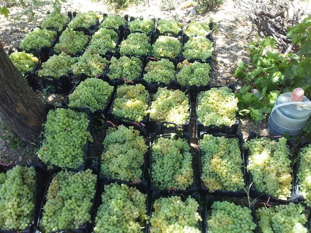 برداشت خوشه های انگور از باغ های روستای جغدان + تصاویر