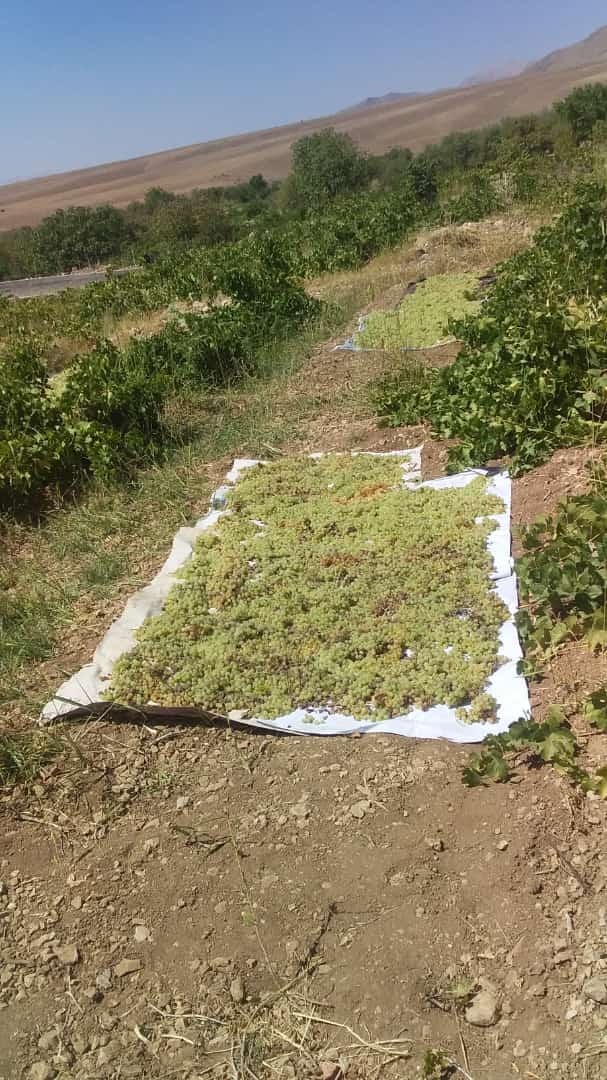 برداشت خوشه های انگور از باغ های روستای جغدان + تصاویر