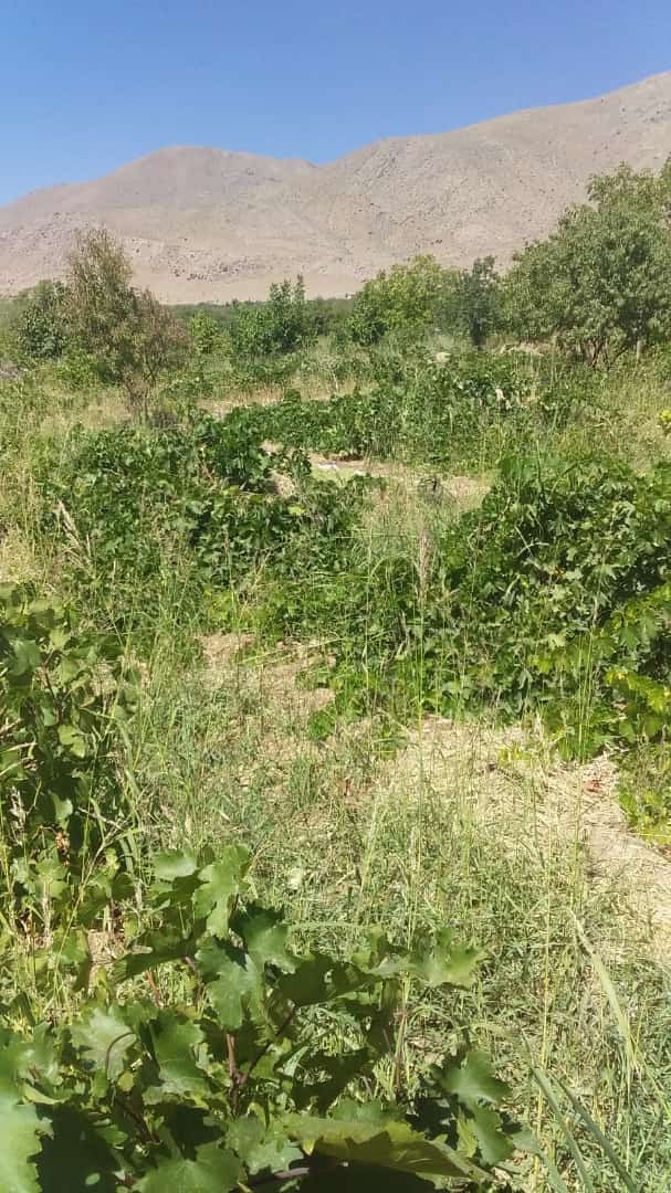 برداشت خوشه های انگور از باغ های روستای جغدان + تصاویر