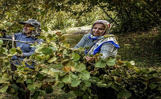 تصاویر برداشت فندق در دیلمان تصاویر برداشت فندق در دیلمان