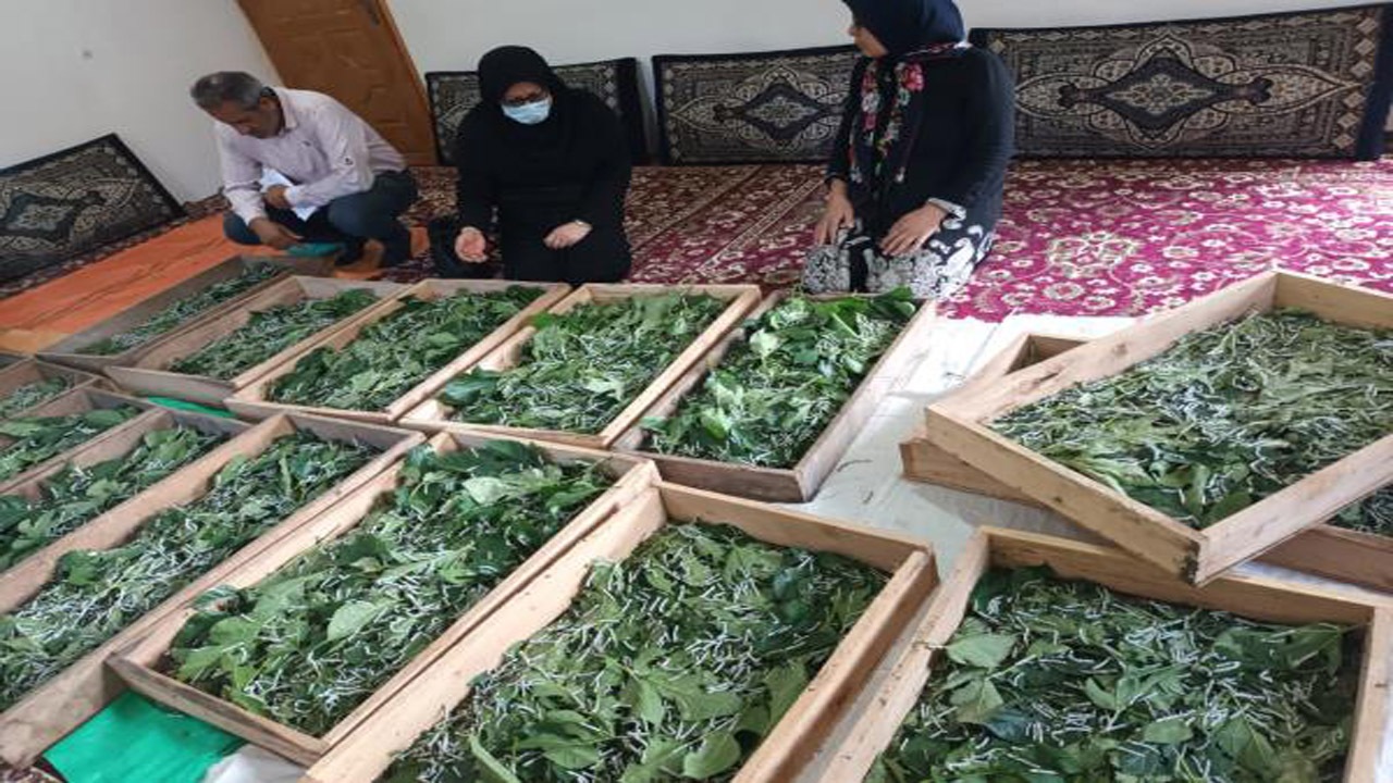 توزیع ۲ هزار جعبه تخم نوغان در بابل