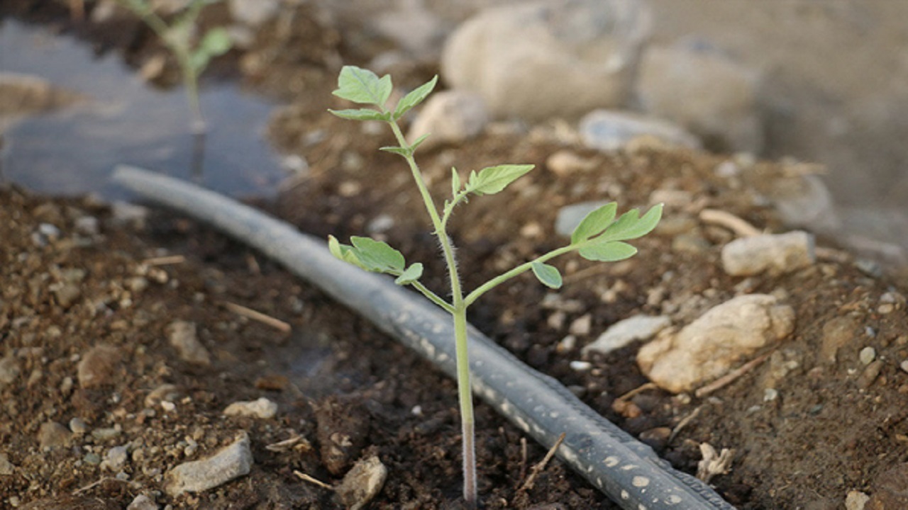 کشت نشاء گوجه فرنگی در کهورستان