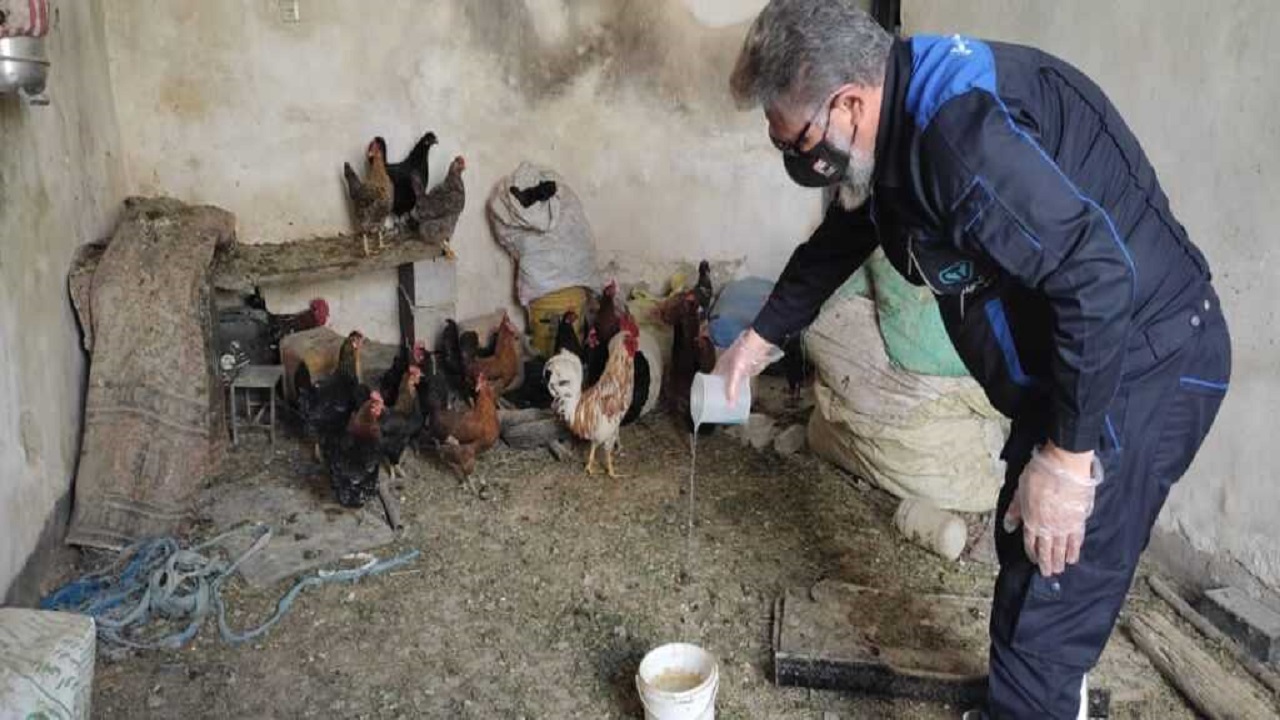 آغاز طرح واکسیناسیون رایگان طیور بومی علیه بیماری نیوکاسل