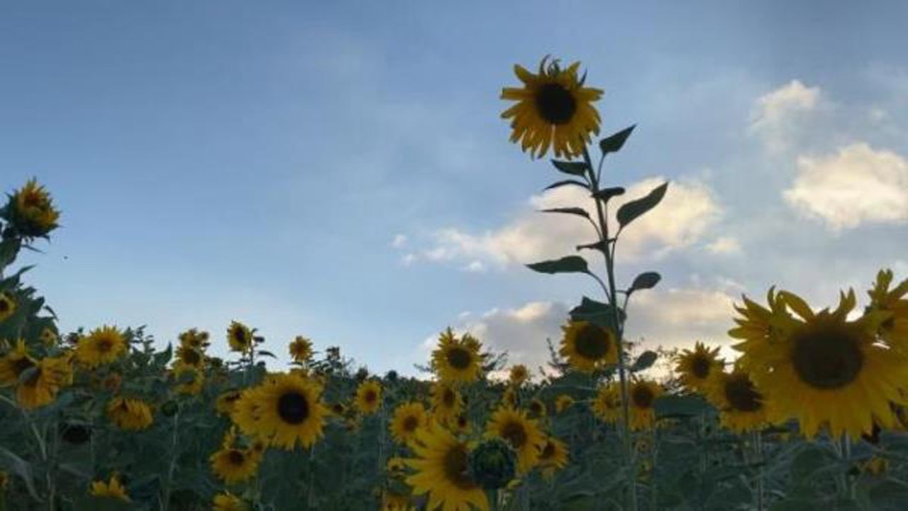 جلوه گری گل‌های آفتابگردان در مناطق کوهستانی بهشهر