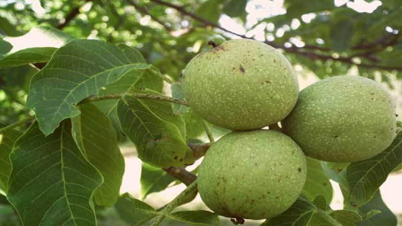 برداشت گردو در عجب شیر