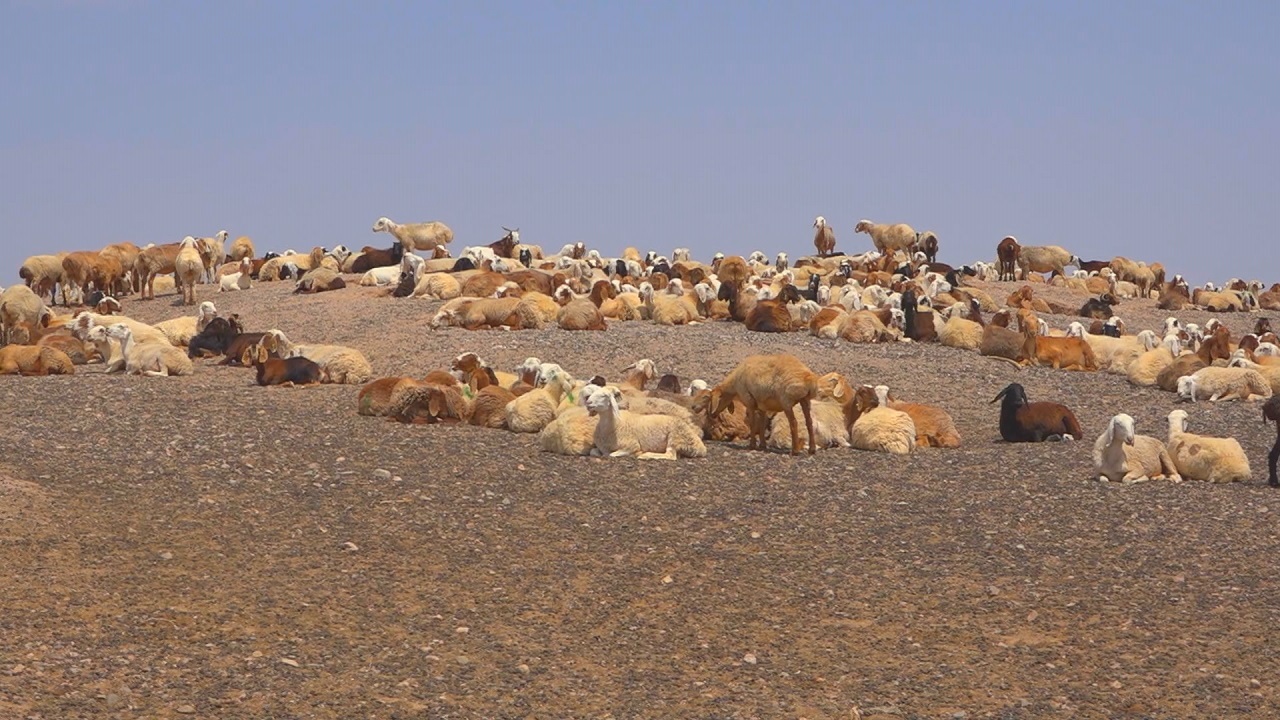 از خون دل خوردن دامداران تا مرگ خاموش صنعت دامپروری