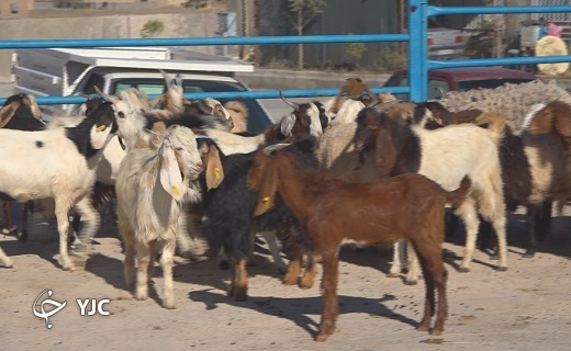 دامپروری