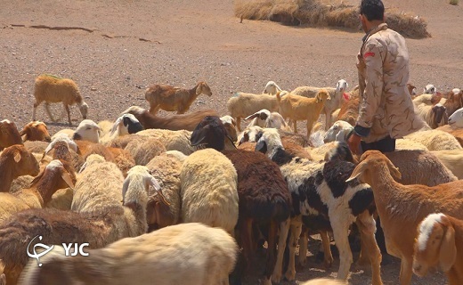 دامداران و دام